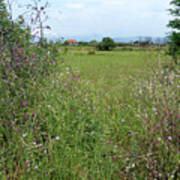 Hedgerow Wildflowers - Montenegro Poster