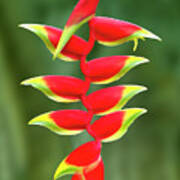 Heliconia Poster