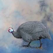 Helmeted Guineafowl Poster