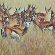Herd Of Springbok Poster