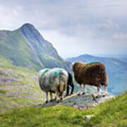 Herdy Family, The Langdale Pikes Poster