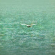 Heron Over Lake Poster