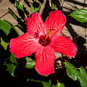 Hibiscus Blossom Poster