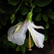 Hibiscus In The Rain Poster