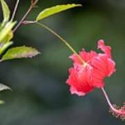 Hibiscus Bows Down Poster