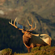 High Country Bull Elk Poster
