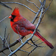 Hill Country Cardinal Poster
