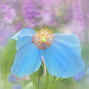 Himalayan Blue Poppy - In The Garden Poster