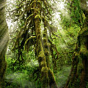 Hoh Rainforest Tree Poster