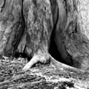 Hollow Tree Trunk In Black And White Poster