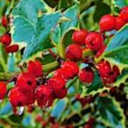 - Holly Berries Poster