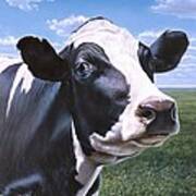 Holstein Cow Portrait Poster