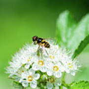 Honey Bee On A White Flower Poster