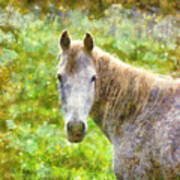 Horse Poster