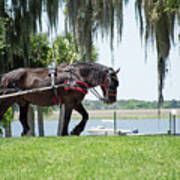 Horse And Boat Jekyll Island Poster