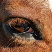 Horse Eye Close Up Poster
