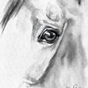 Horse Eye Study Poster