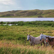Horses At Beem Lake - Sandhills Journey Poster