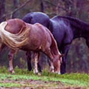 Horses In Cade's Cove Poster