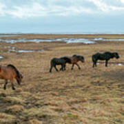 Horses Near Vestrahorn Mountain, Southeast Iceland Poster