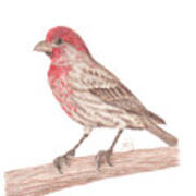 House Finch Poster