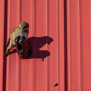 House Sparrow On A Barn Wall Poster