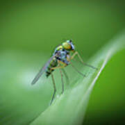 Hover Fly In Green Poster