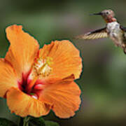 Hummingbird And Peach Hibiscus Poster