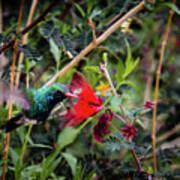 Hummingbird Approaching A Flower Poster