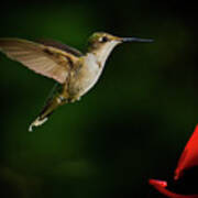 Hummingbird Closes In On Feeder Poster