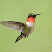 Hummingbird Defender Poster