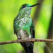 Hummingbird In Rainforest Poster