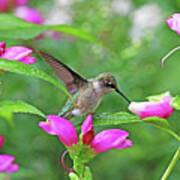 Hummingbird Landing On Dewy Leaf Poster