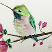 Hummingbird On Cherry Blossoms Poster