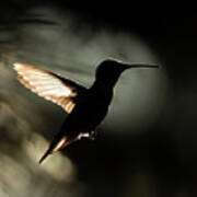 Hummingbird Silhouette At Sunset Poster