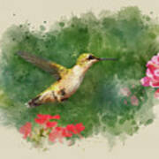 Hummingbird - Watercolor Art Poster