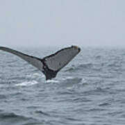 Humpback Whale Fluke With Barnacles Poster
