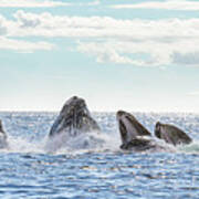 Humpbacks In A Row Poster
