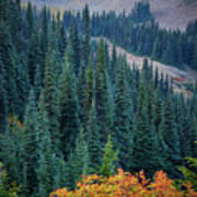 Hurricane Ridge Spruces Poster