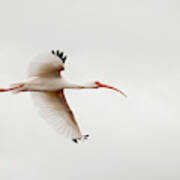 Ibis On A Cloudy Day Poster