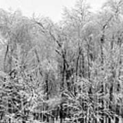 Ice Covered Trees, Eaton Rapids Poster
