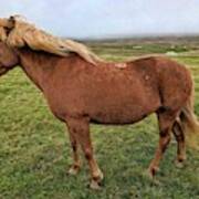 Icelandic Horse Poster
