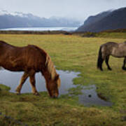 Icelandic Horses Poster