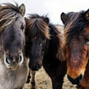 Icelandic Wild Horses. Iceland Poster