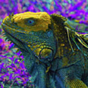 Iguana 2 - Abstract Poster