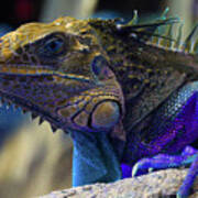 Iguana 6 - Abstract Poster