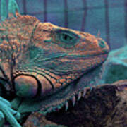 Iguana 9 - Abstract Poster