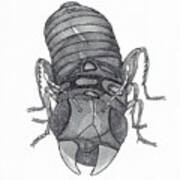 Improbable Bug Poster