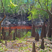 In A Cypress Swamp Poster