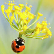 In Search Of Aphids Poster